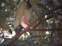 Ruddy Quail-Dove